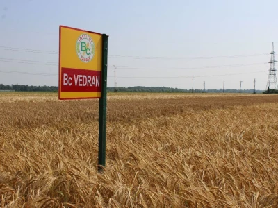 Sedma sila u Rugvici kod BC Instituta
