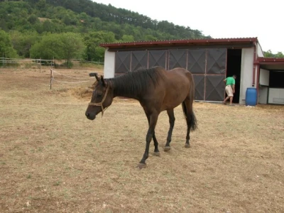 Sedmogodišnja kobila Alfa Polaris na ranču Majić-Zec