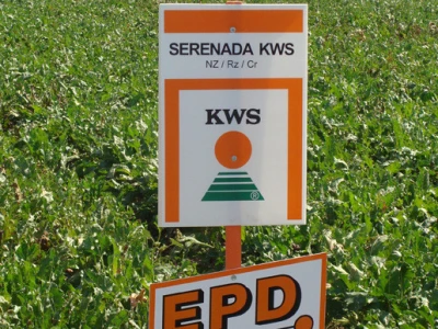 Dan polja KWS šećerne repe