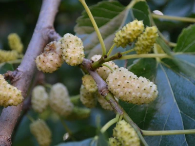 SEZONA MURAVA - Agronomi u "krađi" murava kod kuma Ante u Suhovarama