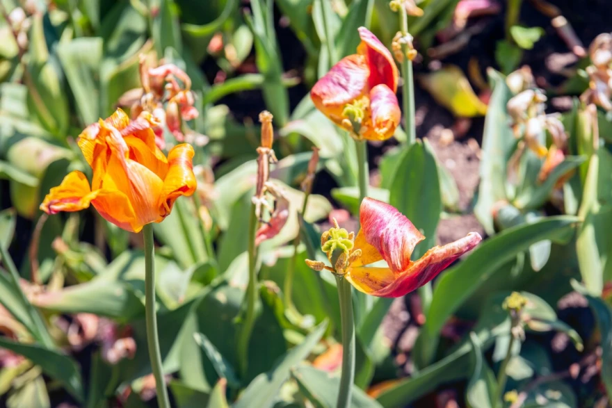Tulipani opalih latica
