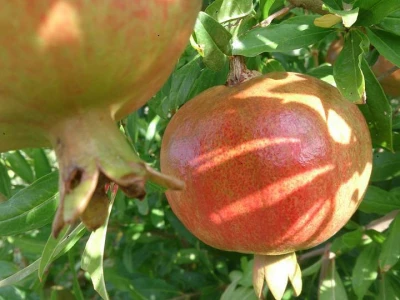 Šipak