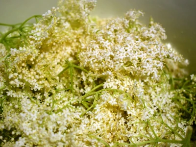 Sirup od bazge