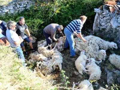 Sezona šišanja ovaca u Dalmaciji