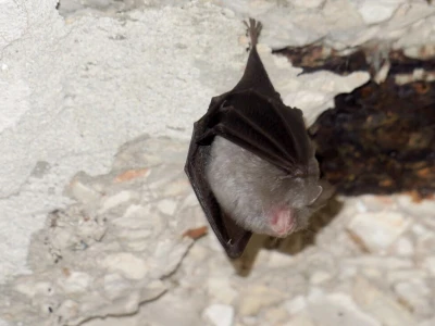 Šišmiš Mali potkovnjak (Rhinolophus hipposideros)