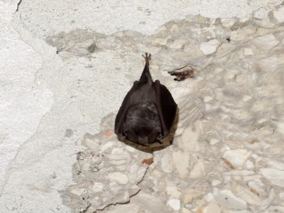 Šišmiš Mali potkovnjak (Rhinolophus hipposideros)