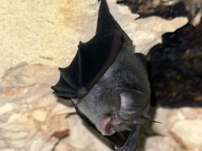 Šišmiš Mali potkovnjak (Rhinolophus hipposideros)