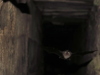 Šišmiš Mali potkovnjak (Rhinolophus hipposideros)