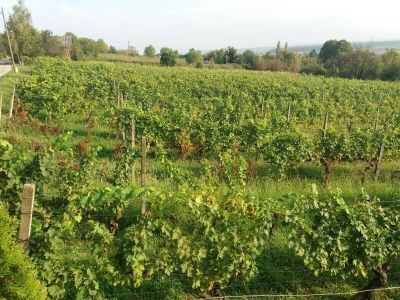 Škrlet
