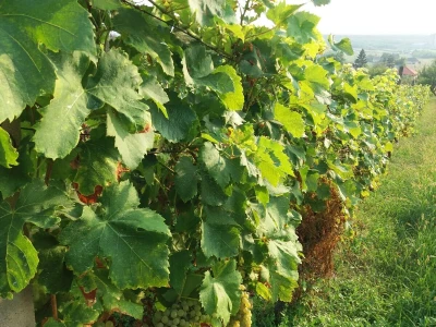 Škrlet