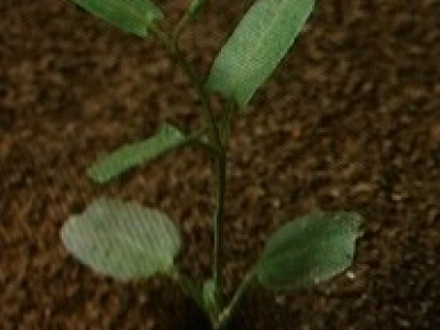 Slak - Convolvulus arvensis