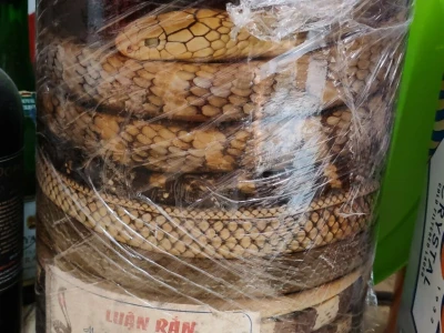 Slavonac u Vijetnamu peče rakiju od manga