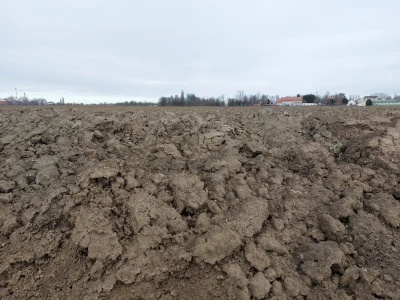 Slavonska polja prvog dana siječnja