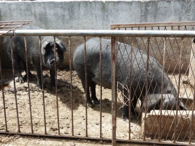 Slavonske svinje u konavoskom kraju