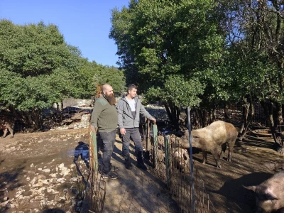 Slavonske svinje na otoku Braču