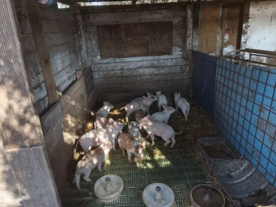 Slavonske svinje na otoku Braču