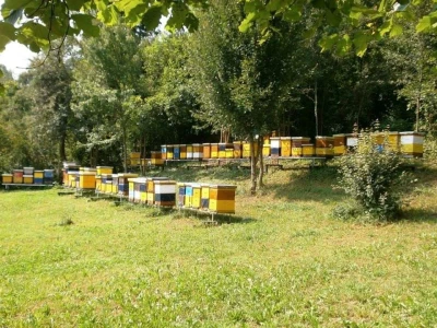 Slijepi pčelar Priljeva