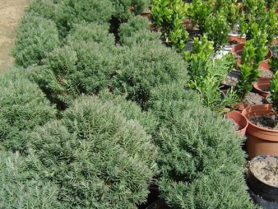 CONIFERA - Zimzelena biljka, okruglog oblika, niskog rasta i zelene  boje. Dobro podnosi suho tlo, voli izloženost suncu. Raste u visinu do 25 cm, i pogodna je za sadnju uz staze.
