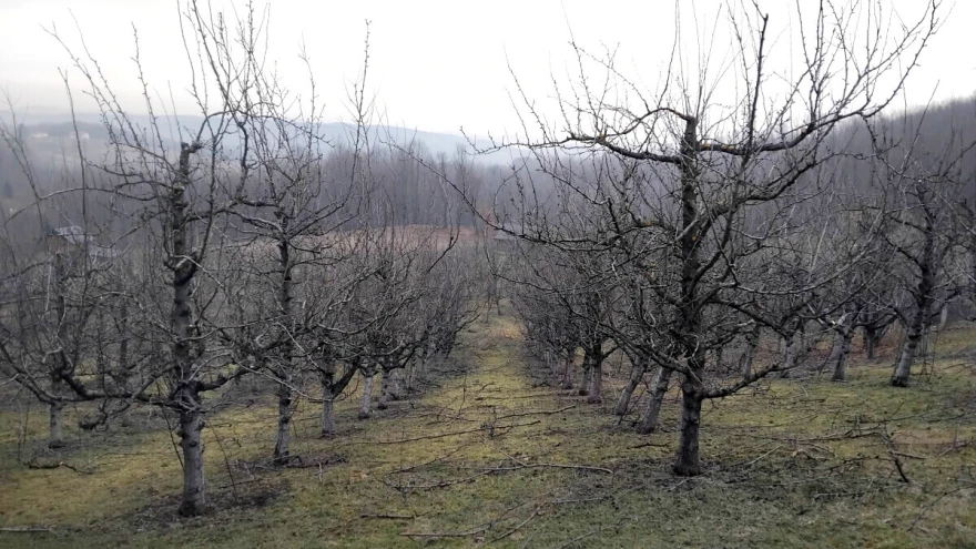 &scaron;ljivik