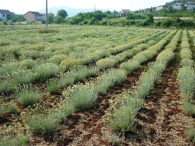 Plantaža smilja u okolici Ljubuškog
