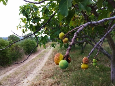 BERBA SMOKAVA - Od Savudrije do Prevlake: Urod smokava podbacio za više od 50 posto!