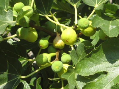 Urod smokava bjelica