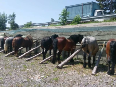 Smotra konja i goveda u Krivom Putu