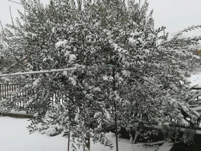 Snijeg i led u maslinicima Dalmatinske zagore