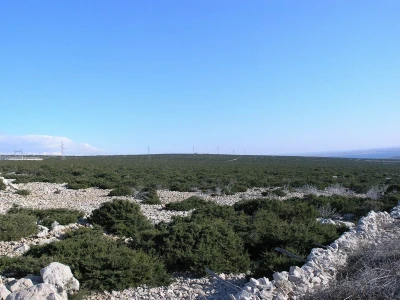 Sobina i čagljevi ugrožavaju paško ovčarstvo
