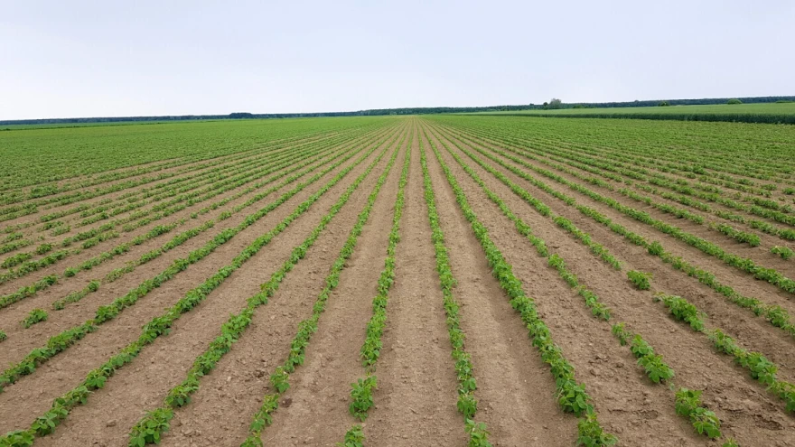 soja chromos agro
