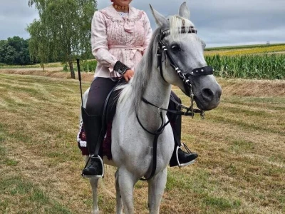 Šokačka alka