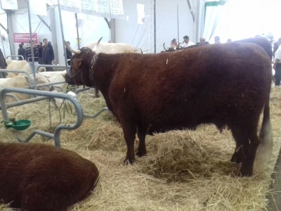 Sommet de l'elevage 2019