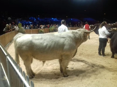 Sommet de l'elevage 2019