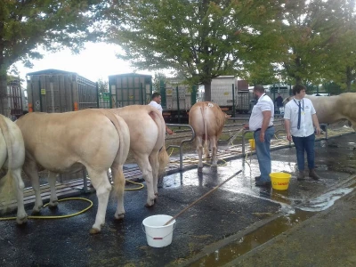 Sommet de l'elevage 2019