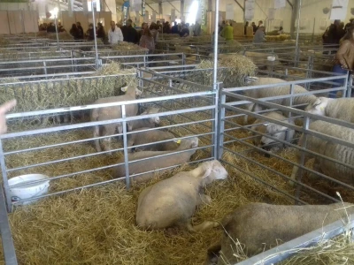 Sommet de l'elevage 2019