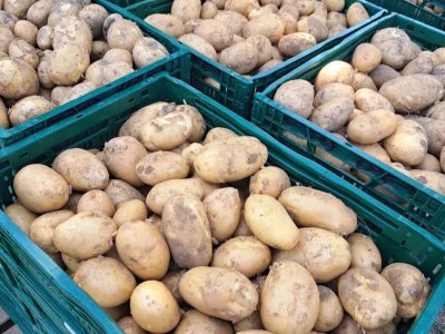 AgroVelebit svijet krumpira