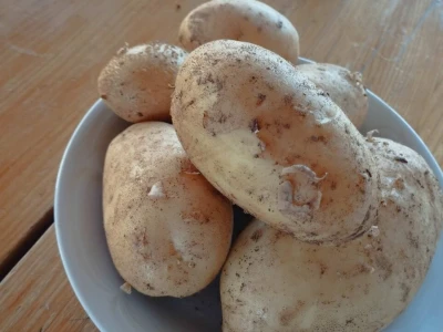 AgroVelebit svijet krumpira