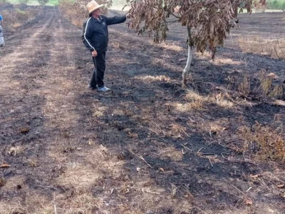 Spaljeni voćnjaci u selu Gorice