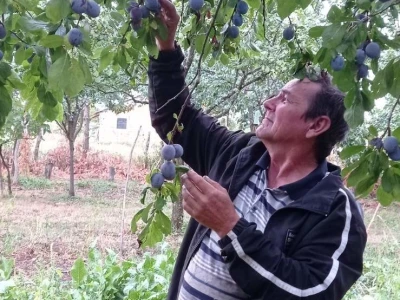 Spaljeni voćnjaci u selu Gorice