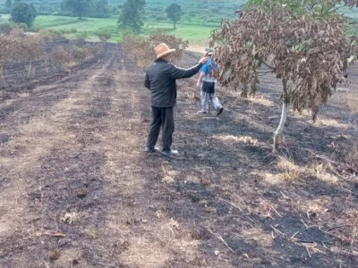 Spaljeni voćnjaci u selu Gorice