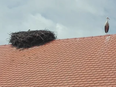 Spašavanje mlade rode zapetljane u špagu za baliranje sijena