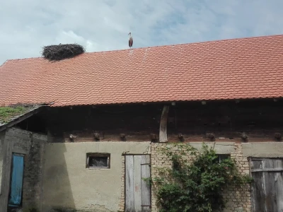 Spašavanje mlade rode zapetljane u špagu za baliranje sijena