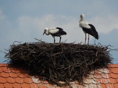 Spašavanje mlade rode zapetljane u špagu za baliranje sijena