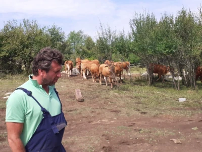Stado limuzin goveda u Lici