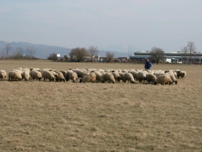 Stado ovaca Branka Romca na ispaši u Sinjskom polju