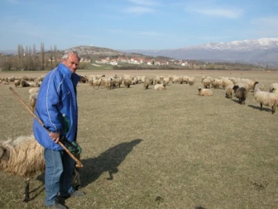 Branko Romac, tzv. gemišt, uz svoje stado ovaca na ispaši u Sinjskom polju