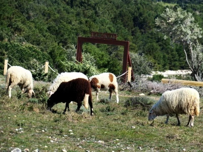 Stado ovaca čuvaju travnjake kraj mora na rt Kamenjaku