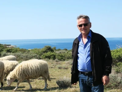 Stado ovaca čuvaju travnjake kraj mora na rt Kamenjaku