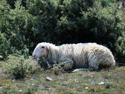 Stado ovaca čuvaju travnjake kraj mora na rt Kamenjaku