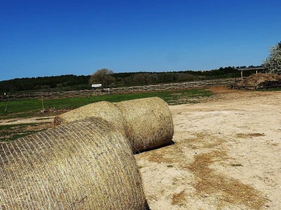 Stado ovaca čuvaju travnjake kraj mora na rt Kamenjaku